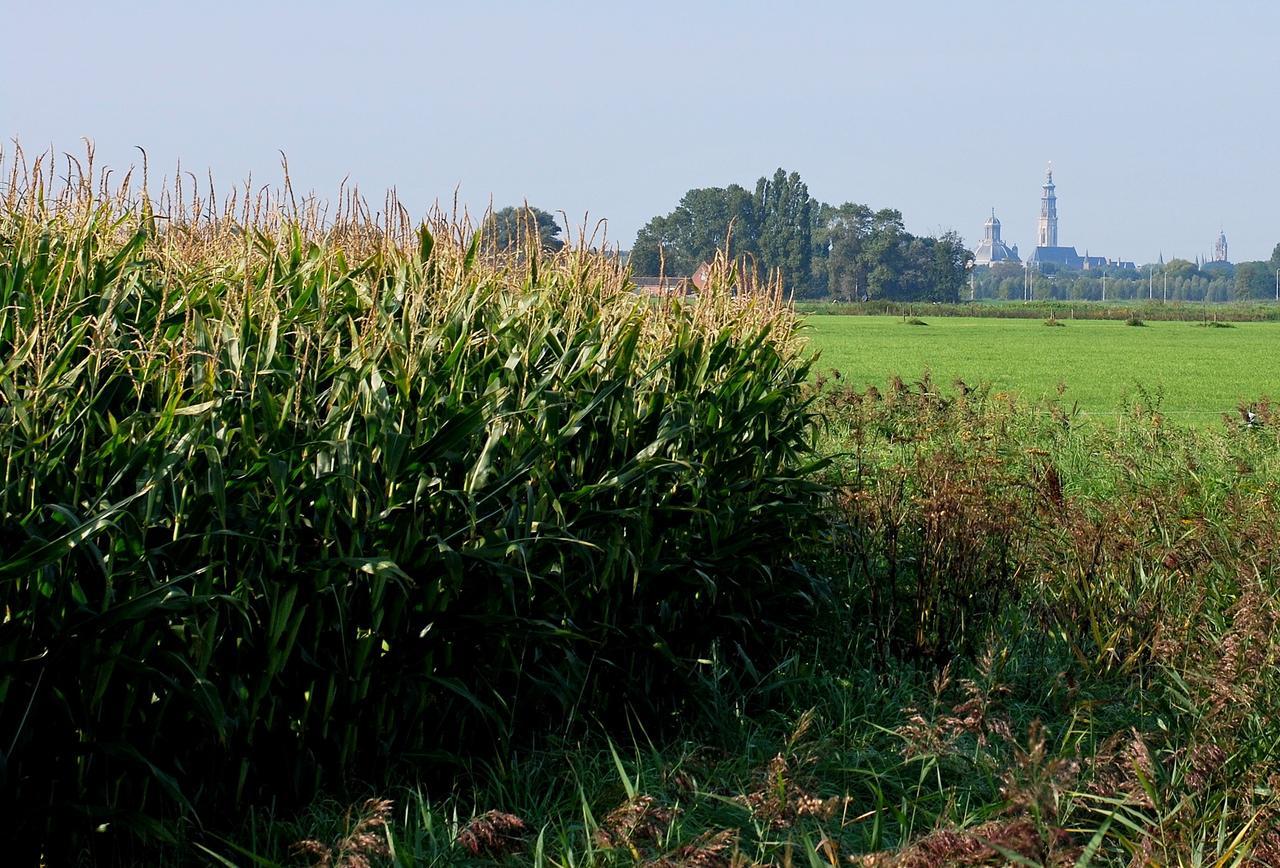 Gastenverblijven Boerderij Het Driespan Мідделбург Екстер'єр фото